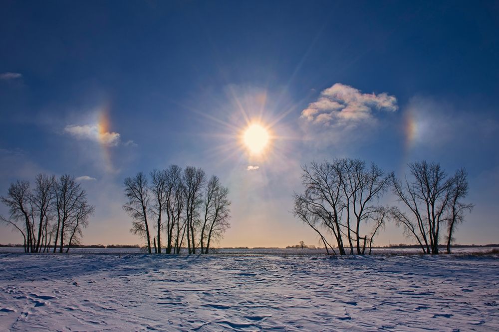Canada-Manitoba-Grande Pointe Sundogs and cottonwood trees